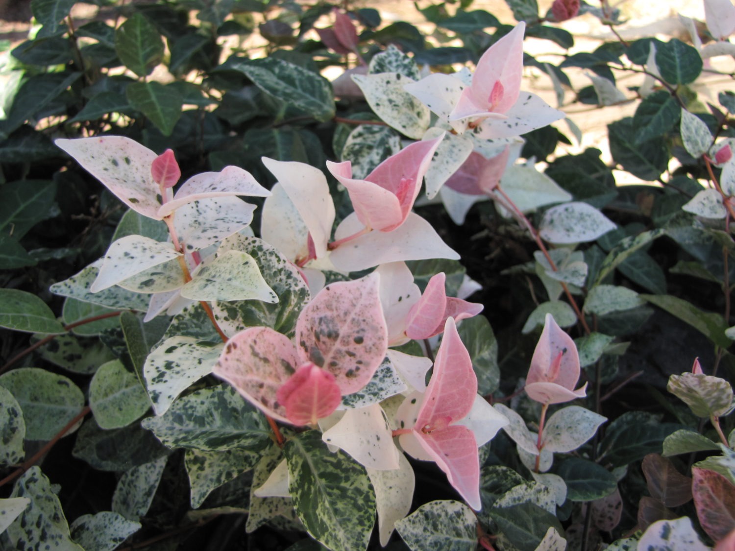 Asiatic Jasmine Lawn & Garden Retailer