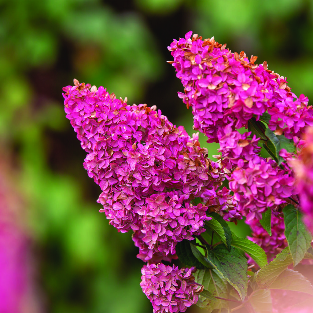 Panicle Hydrangea Lawn & Garden Retailer