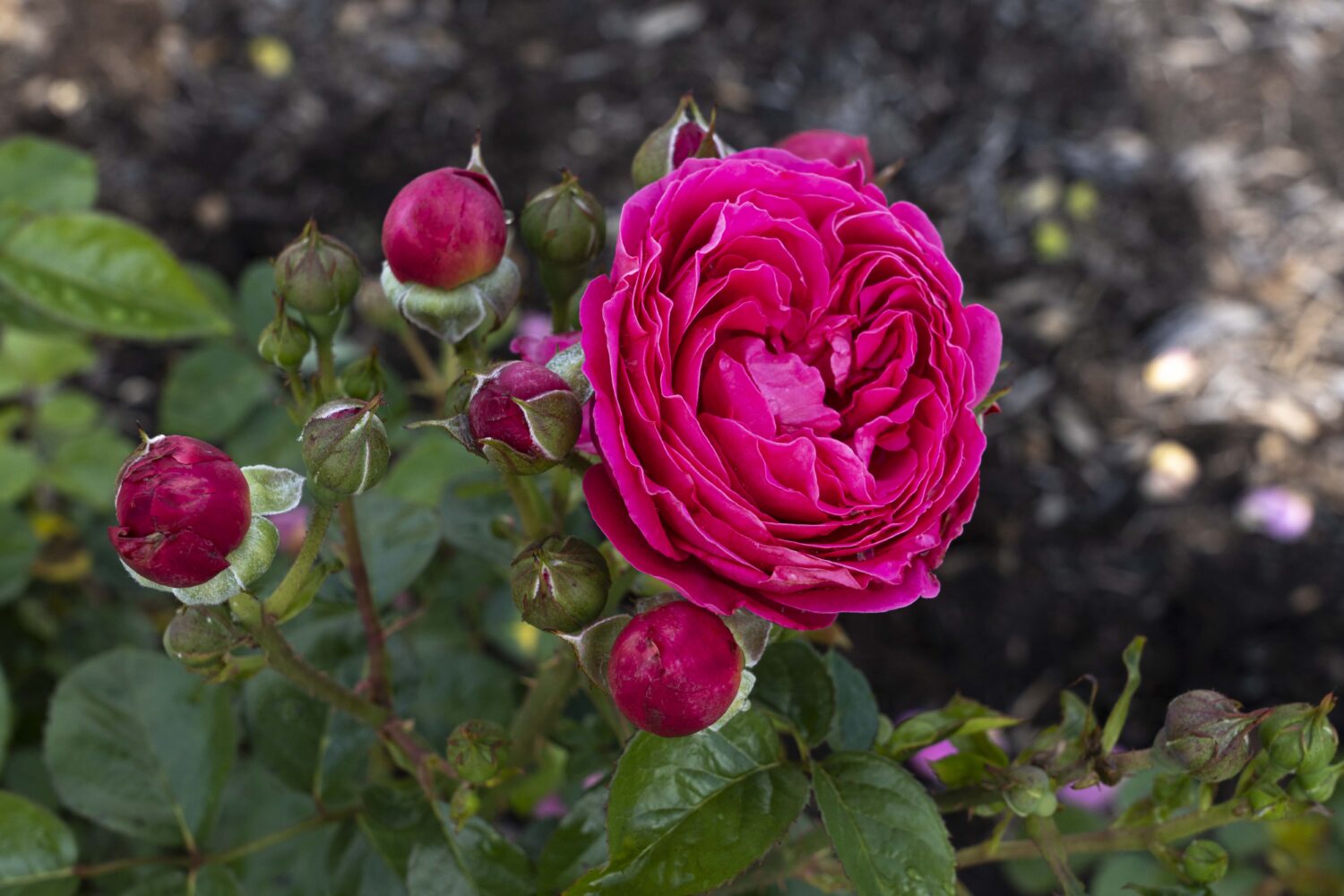 Star Roses and Plants to showcase new varieties at Cultivate’23 Lawn