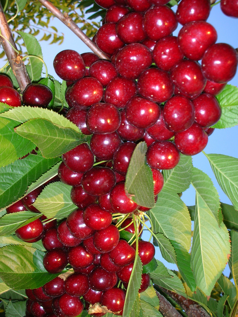 Cherrybrook Farms LocalHarvest