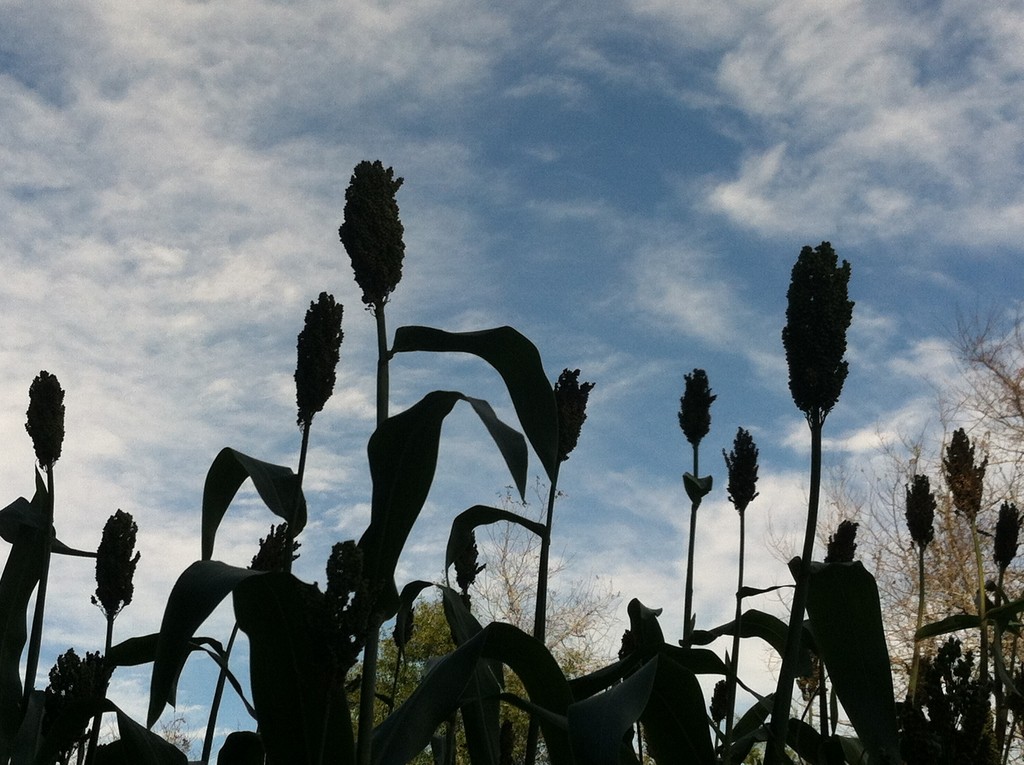 Red Dirt Ranch LocalHarvest