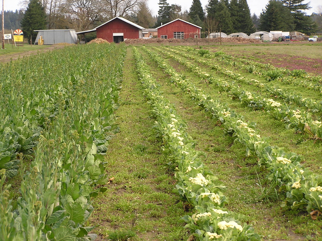 Mustard Seed Farms LocalHarvest