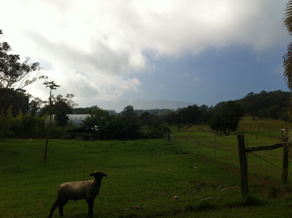 Ahualoa Hog Farm LocalHarvest