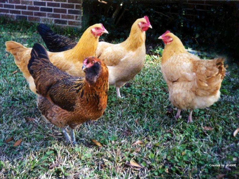 Lathrop Farmers Market LocalHarvest