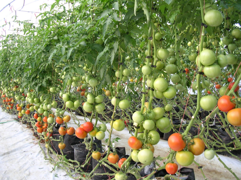 Kittitas Valley Greenhouse LocalHarvest