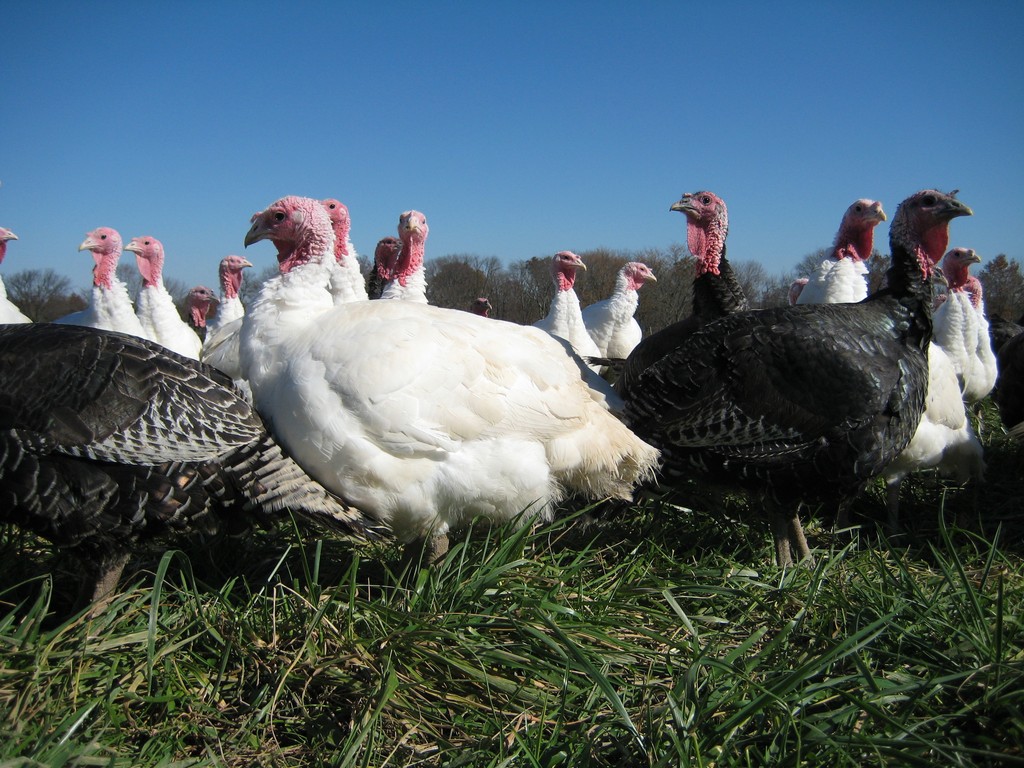 Greenacres Farmstore LocalHarvest