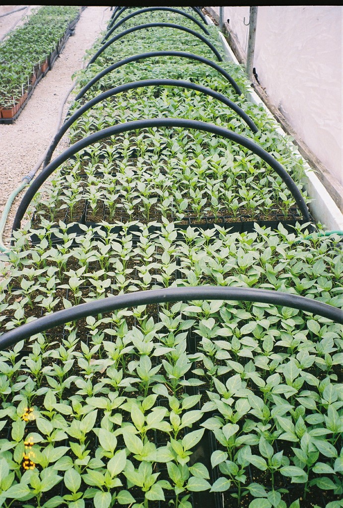 Bean Mtn. Farms LocalHarvest