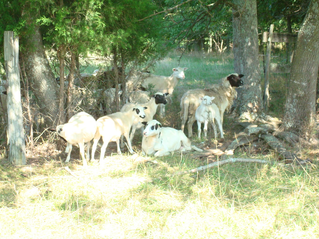 Ault's Family Farm LocalHarvest