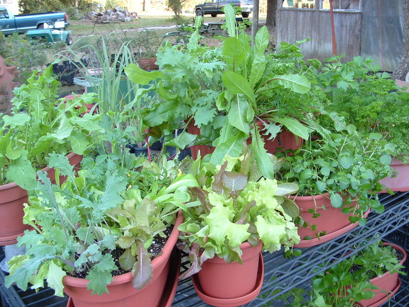 Shelton Herb Farm LocalHarvest