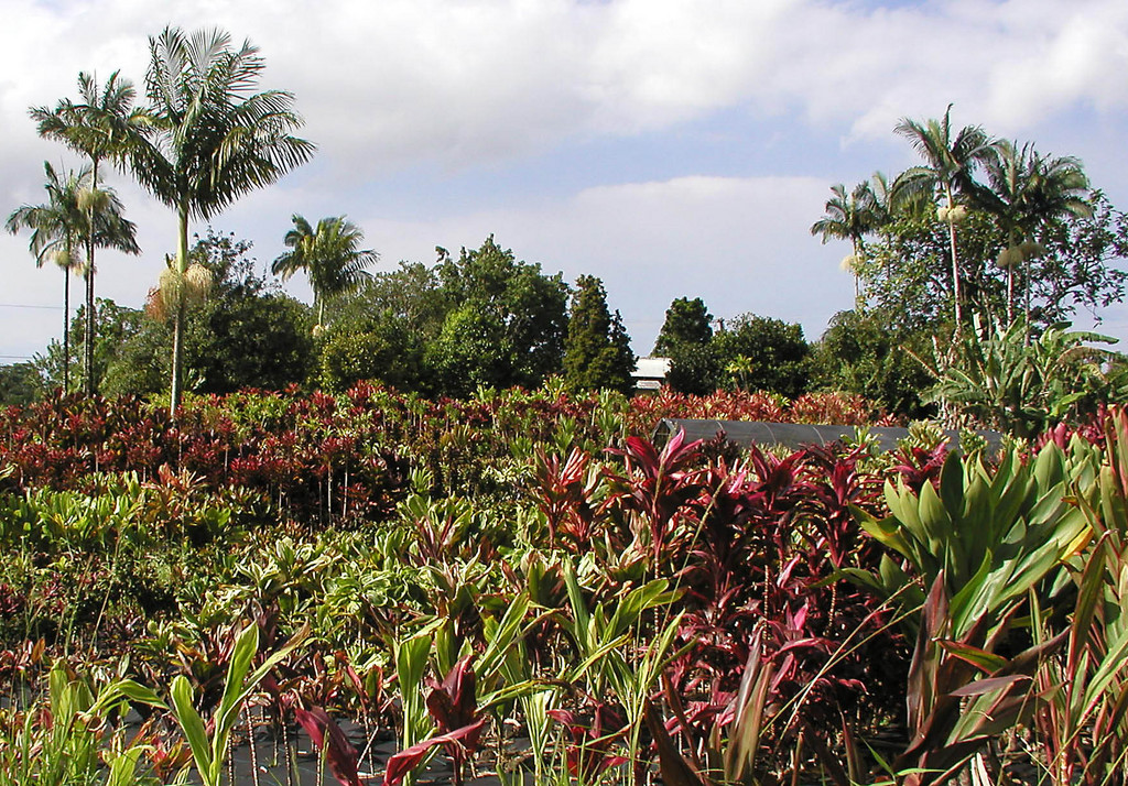 Kurtistown Nursery Hawaii at Gertrude Wallace blog