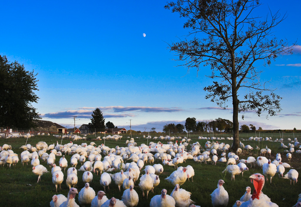 Ekonk Hill Turkey Farm LocalHarvest
