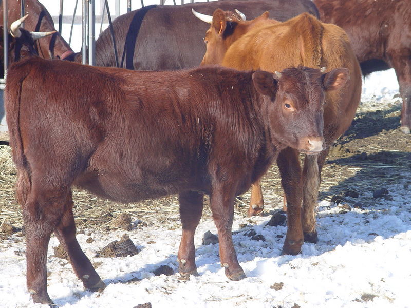 Woodbridge Farm LocalHarvest