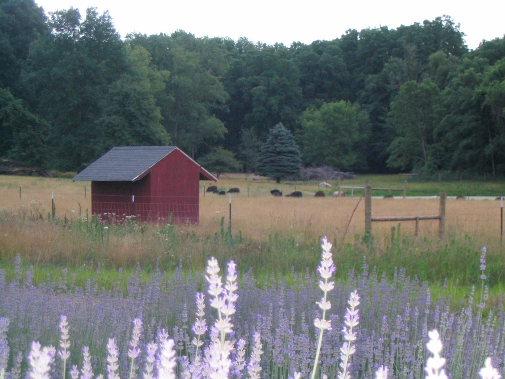 Lavender HIll Farm of Niles, MI LocalHarvest