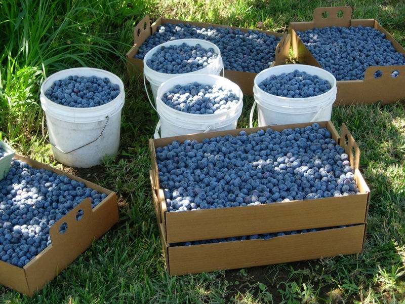 Sauvie Island Farms LocalHarvest