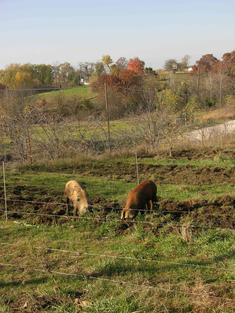 Gasper Family Farm LocalHarvest