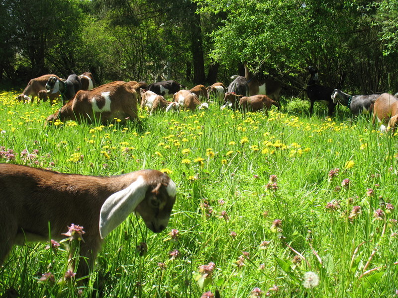 Grace Acres Farm LocalHarvest