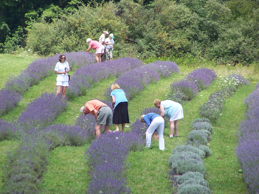DayBreak Lavender Farm LocalHarvest