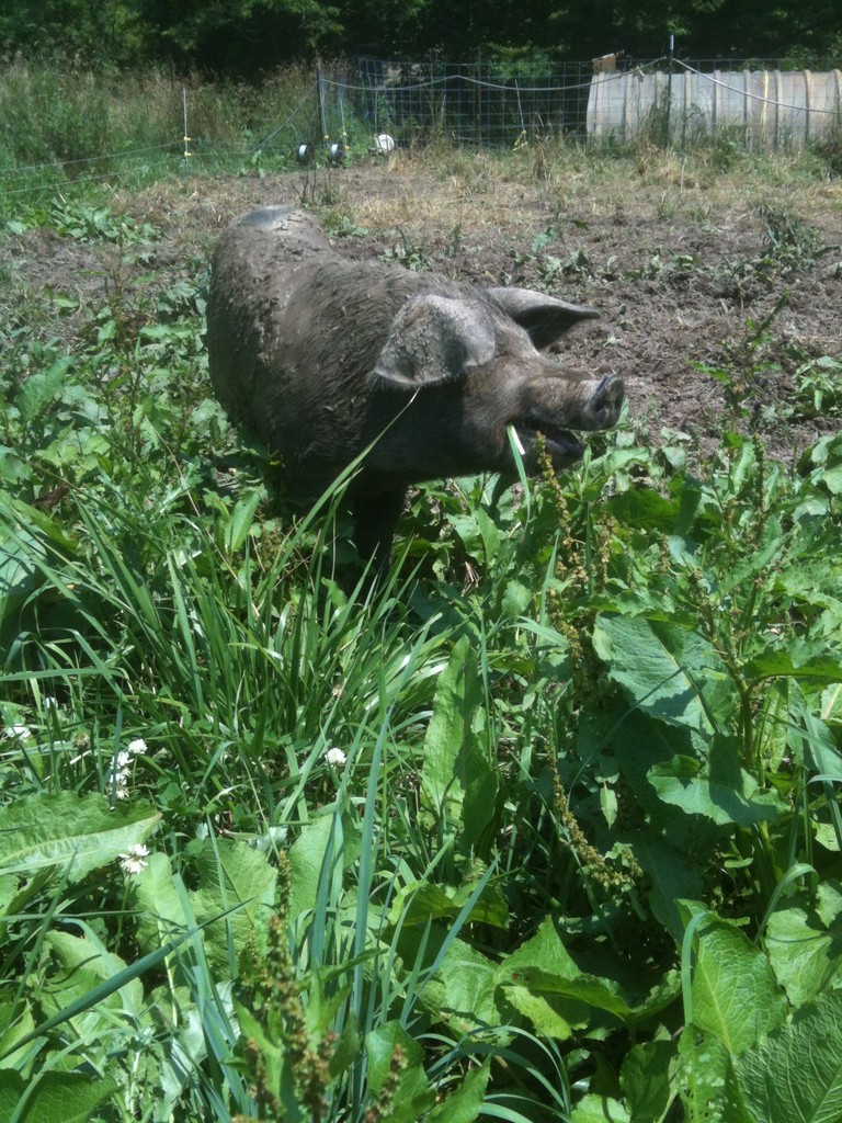 Full of Graze Farm LocalHarvest