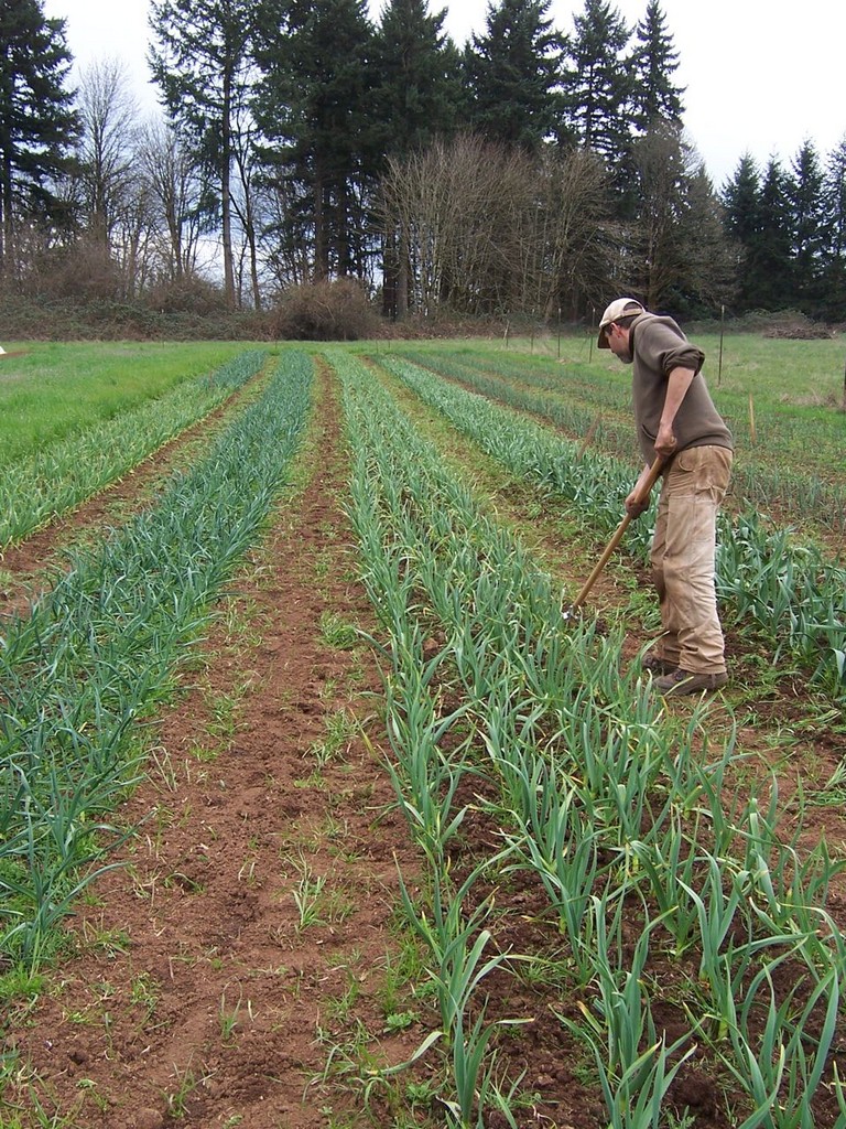 Flying Onion Farm LocalHarvest