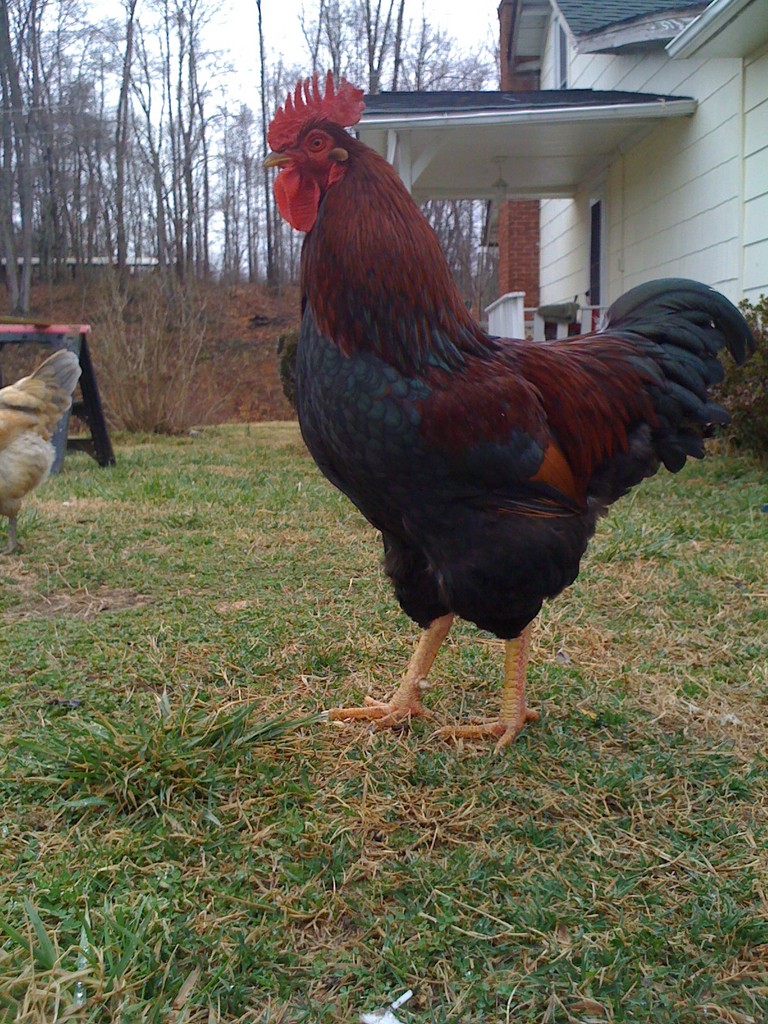 Chestnut Ridge Farm LocalHarvest