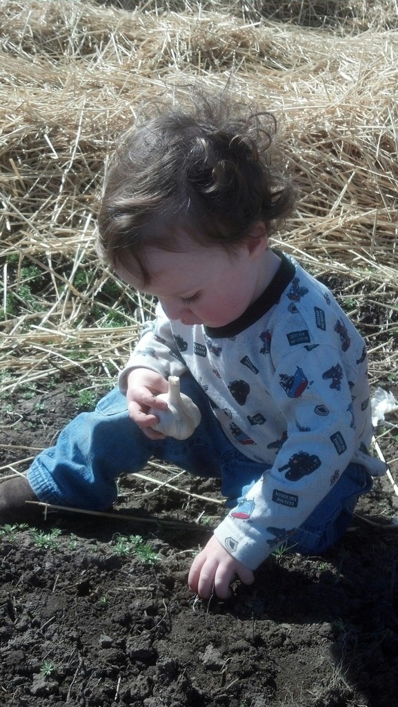 Oregon Trail Garlic LocalHarvest