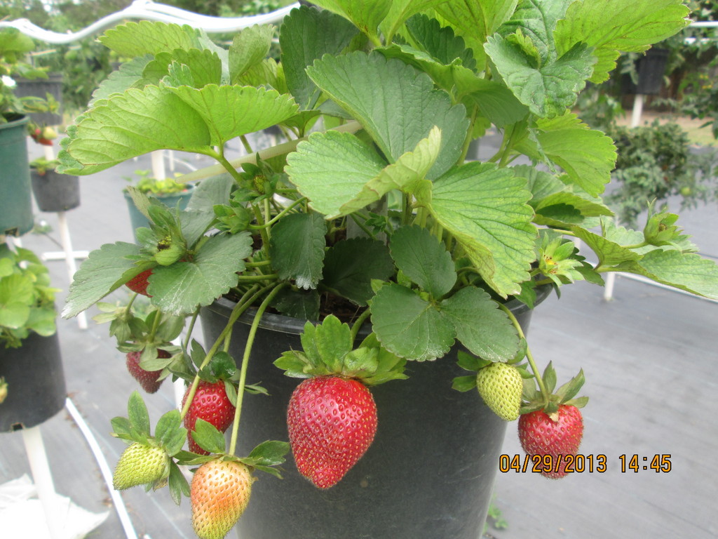 Seven Acres Farm LocalHarvest