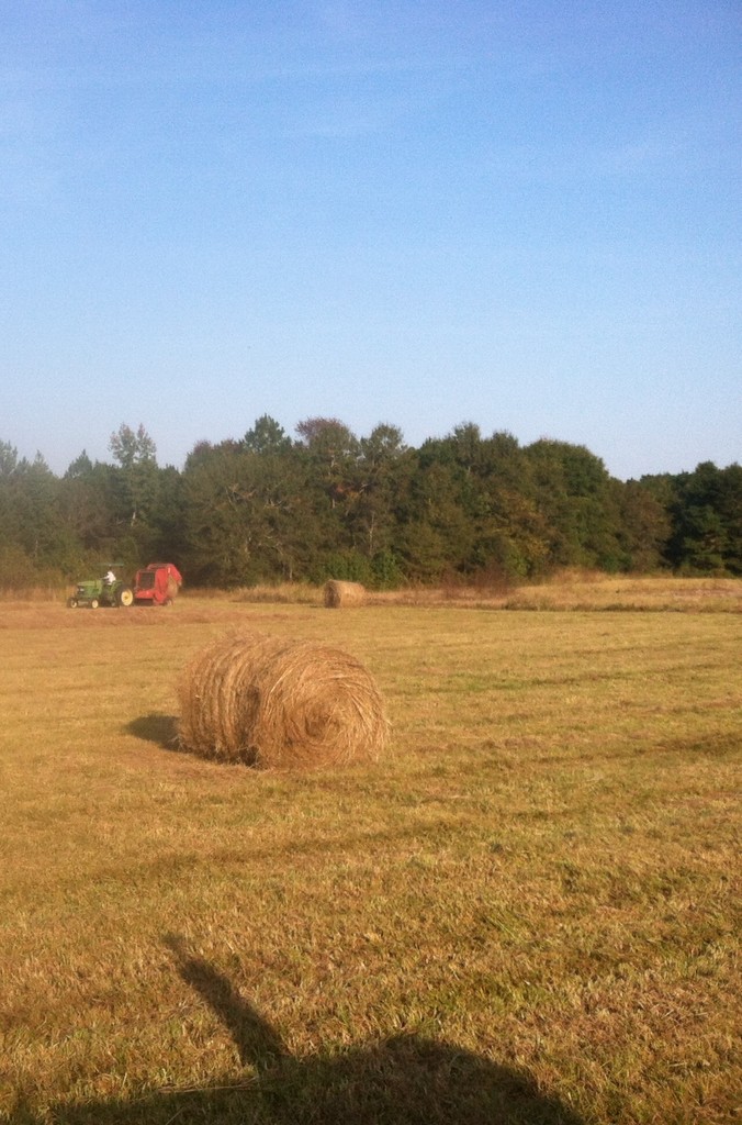 M. C. Cannon Farms LocalHarvest