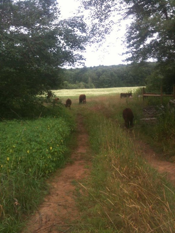 Walker Farm at Whortleberry Hill LocalHarvest
