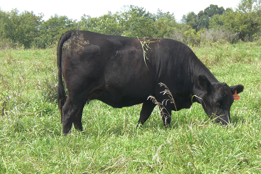 Ohio Land and Cattle LocalHarvest