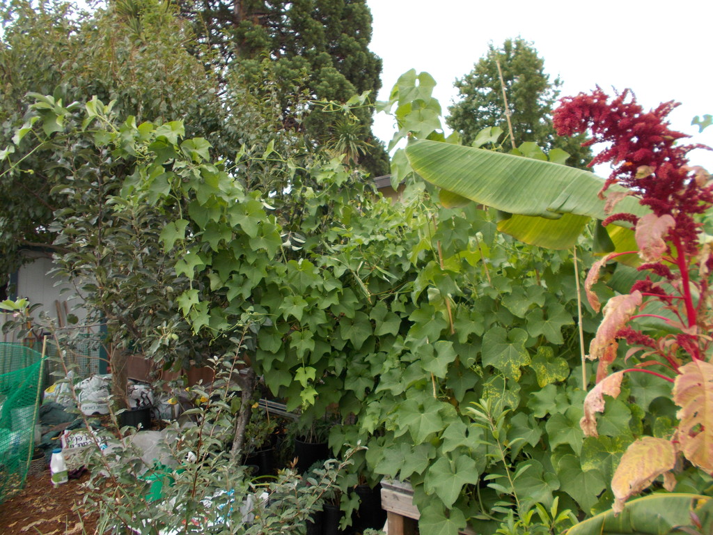 Food Forest Farm West LocalHarvest