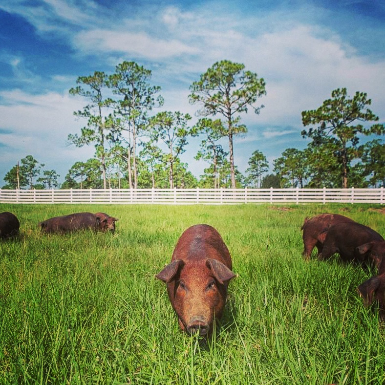 Rosy Tomorrows Heritage Farm LocalHarvest