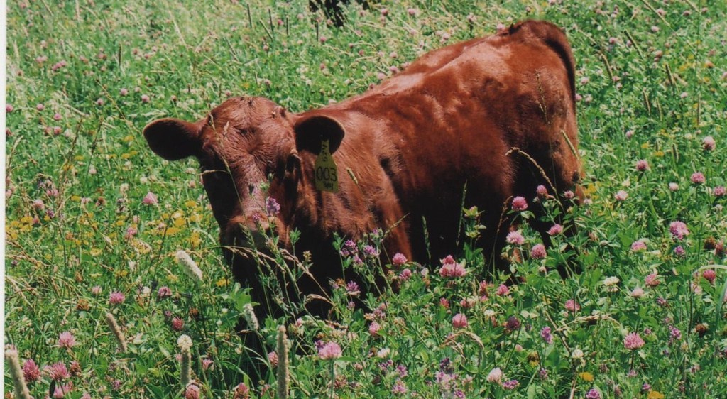 Honey Creek Farm LocalHarvest
