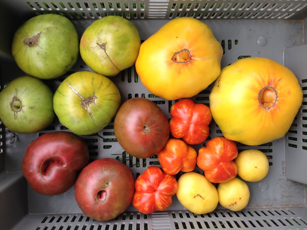 Spurgeon Veggies CSA LocalHarvest