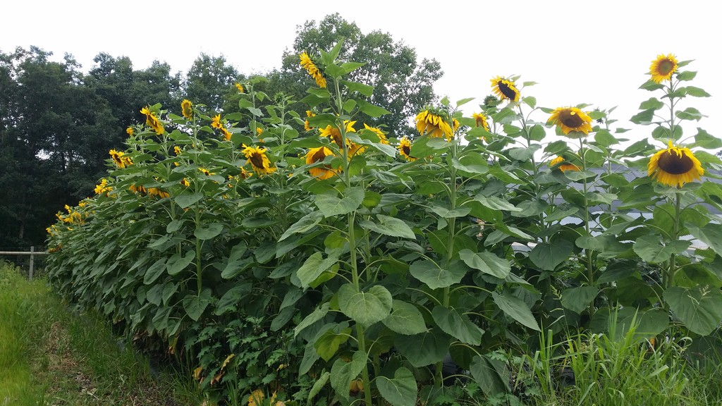 Brookville Farms LocalHarvest