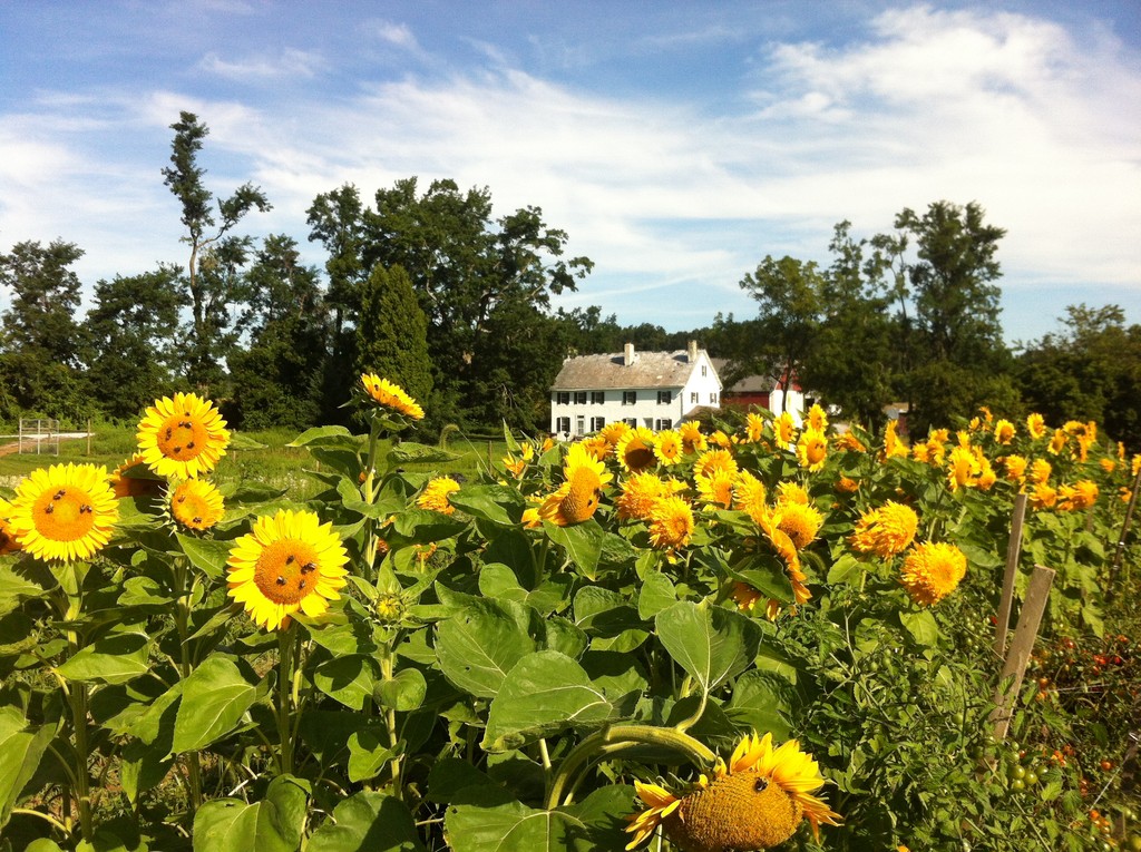 Two Gander Farm LocalHarvest