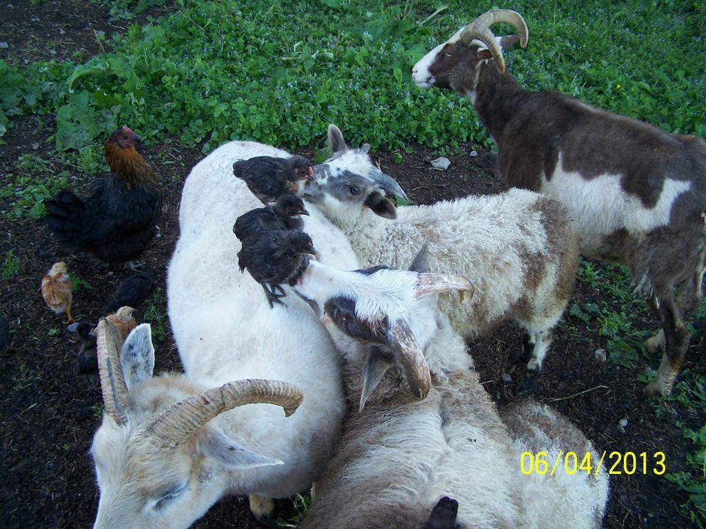 Lamb's Quarters Organic Farm LocalHarvest