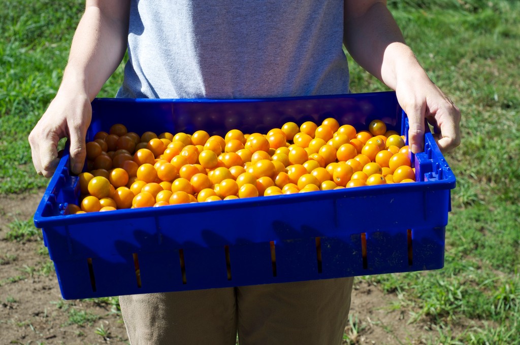 Norwell Farms LocalHarvest
