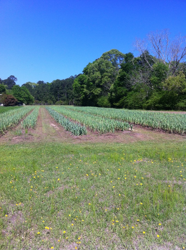 Envie Garlic Farm LocalHarvest