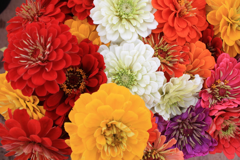 Chatham Farmers Market LocalHarvest