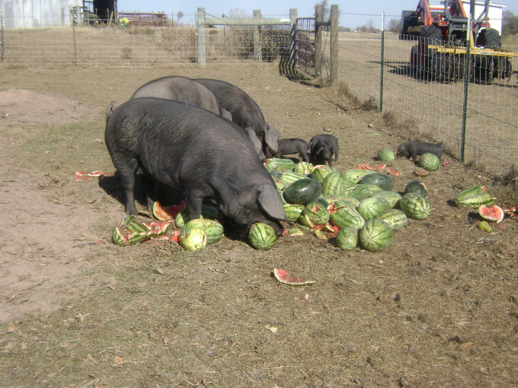 Epps Family Farm LocalHarvest