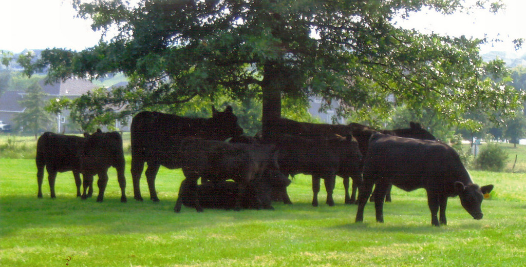 Barham Family Farm LLC LocalHarvest