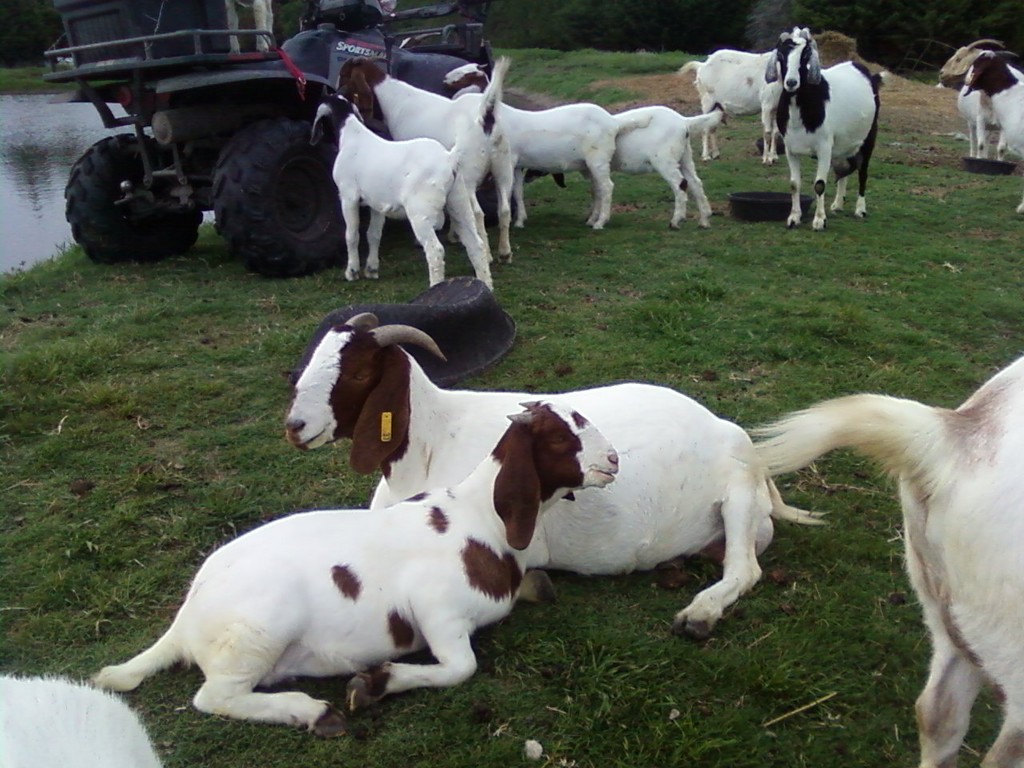 Thorn Tree Farm Boer GoatsRockwall Texas
