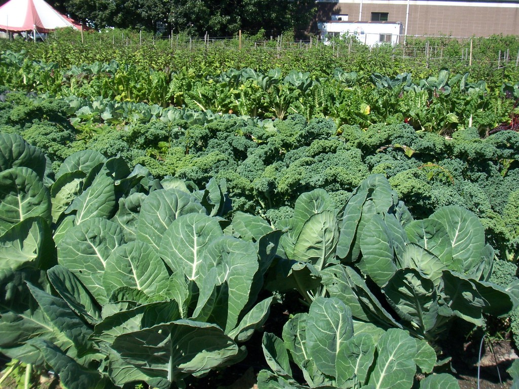 The Original Topsfield Farmer's Market LocalHarvest