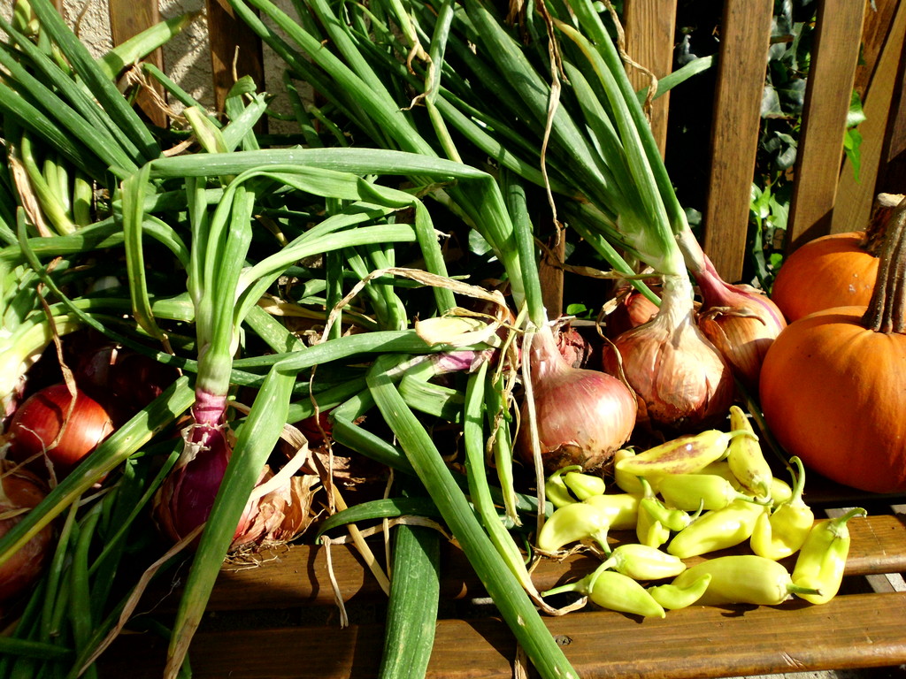 Naturally Urban LocalHarvest