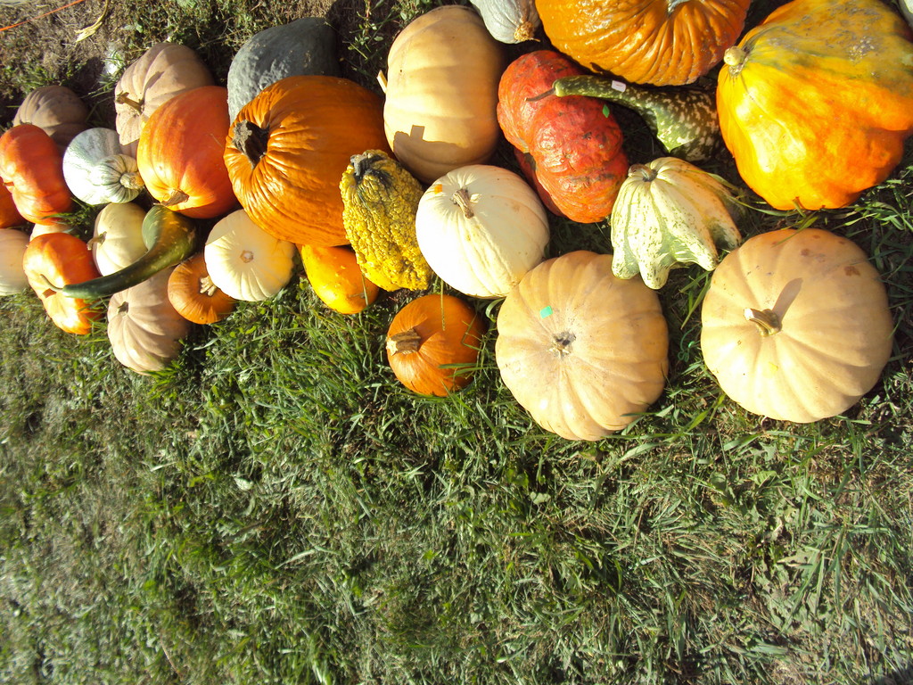 Walker Farms LocalHarvest