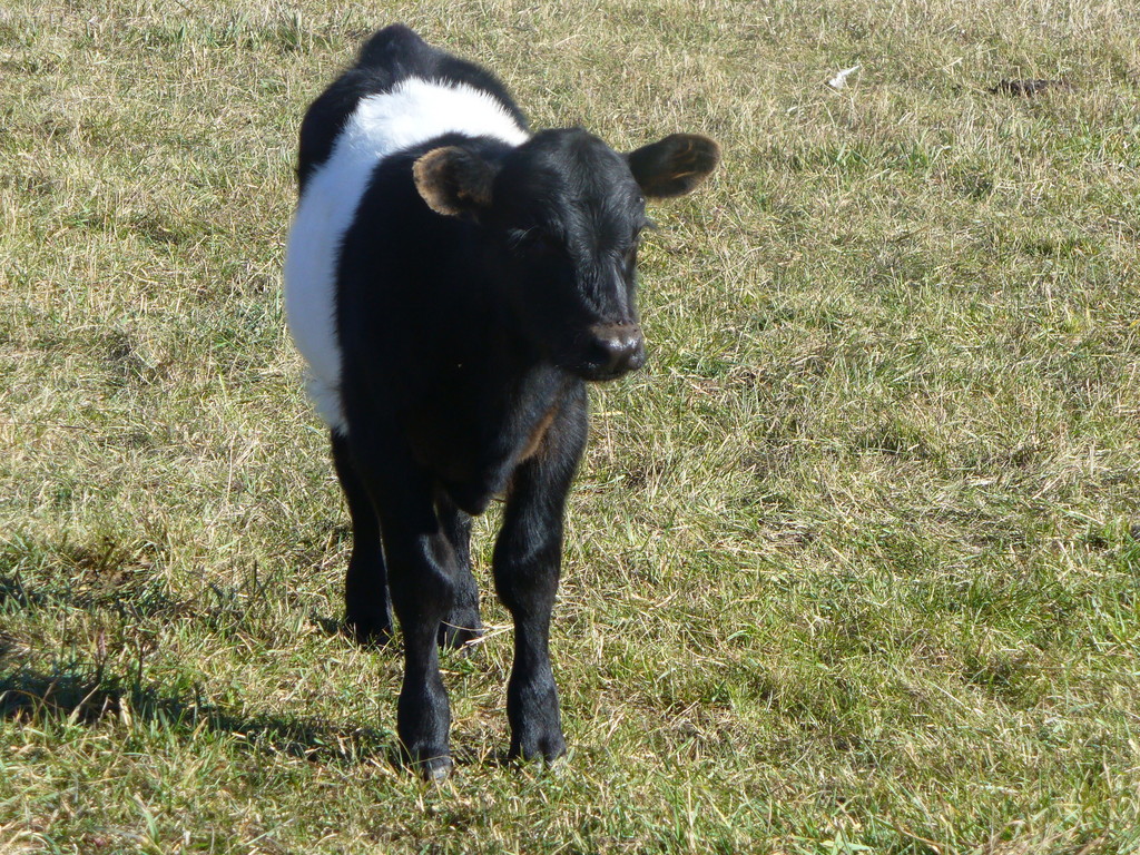 Clearwater Farms, LLC LocalHarvest