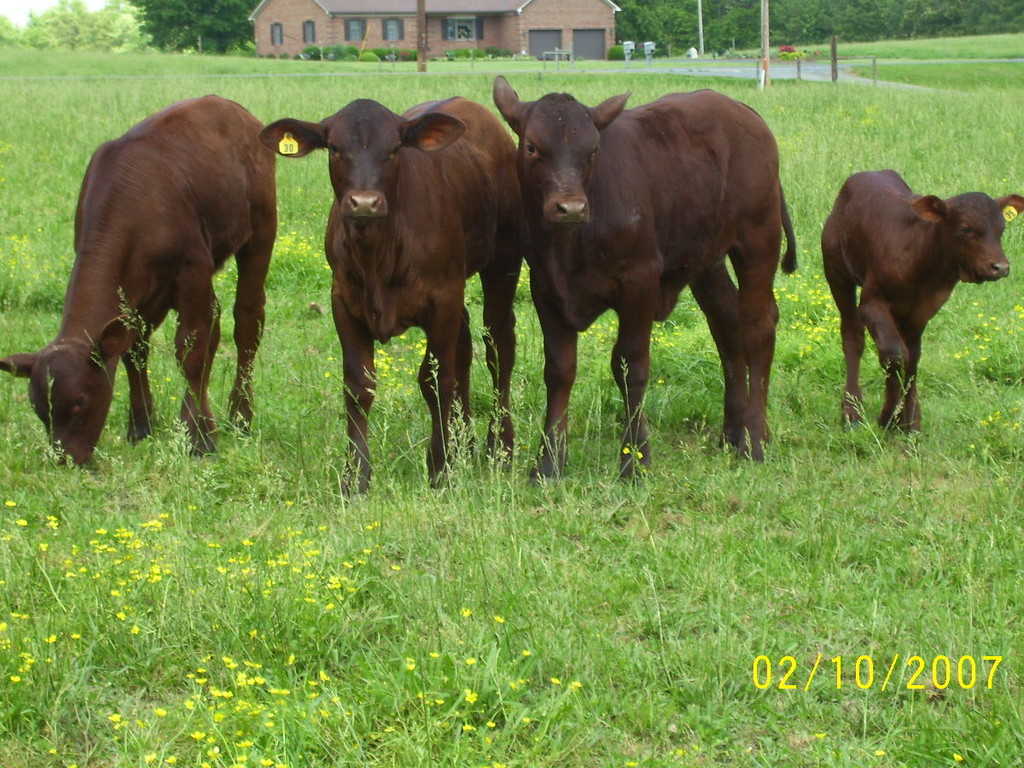 Ingold Farms LocalHarvest