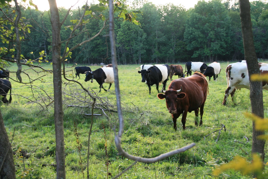 North Plain Farm & Blue Hill Farm LocalHarvest