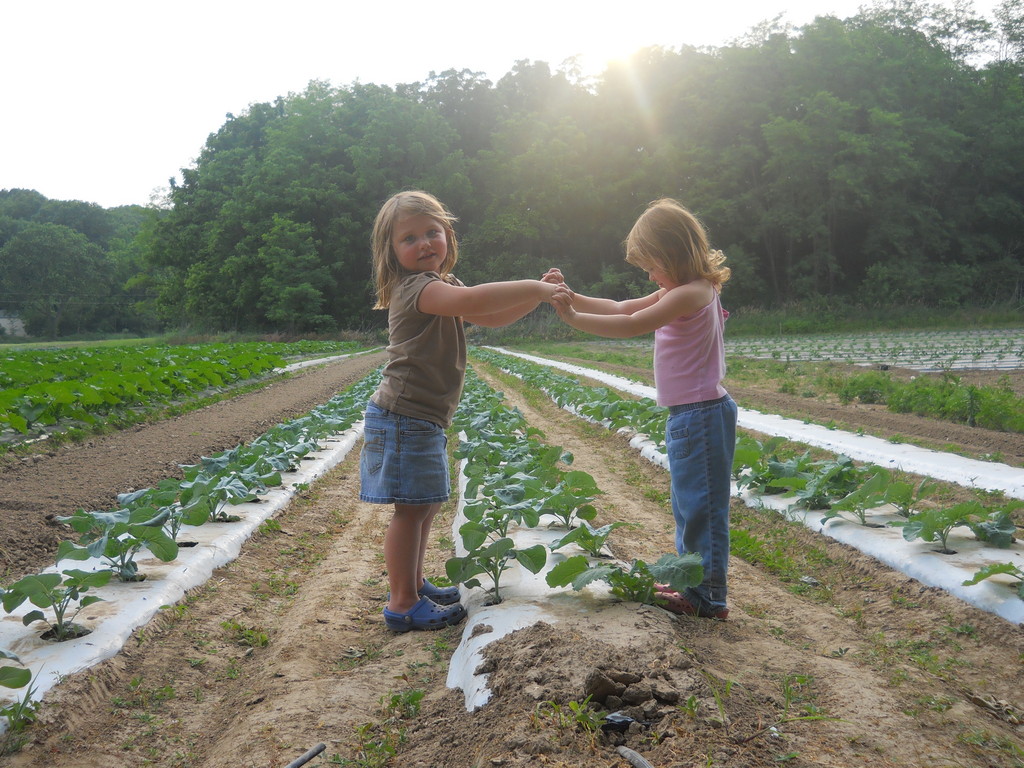 Terripin Farms CSA LocalHarvest