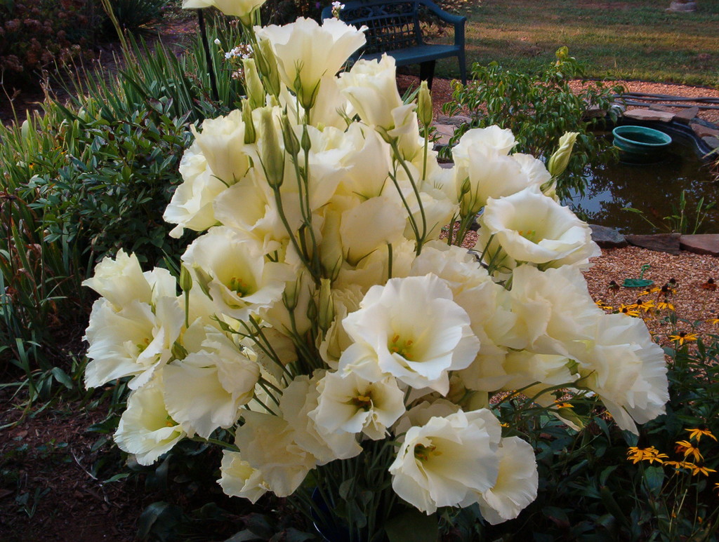 Clover Hill Farm LocalHarvest